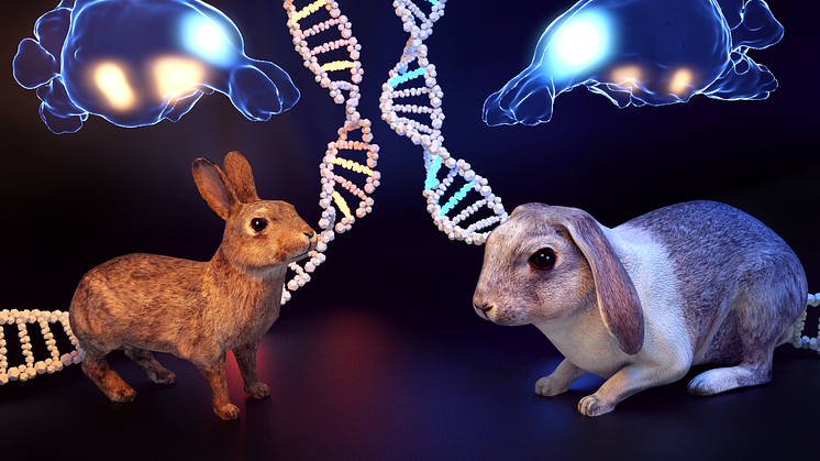 Illustration of striking phenotypic differences between domestic and wild rabbits including changes in the size of the amygdala and the medial prefrontal cortex. Credit: Fabian Sinzinger