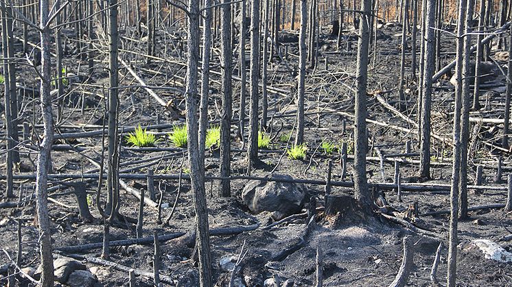 Bara några veckor efter branden började de första växterna återvända. Foto: Lena Gustafsson SLU