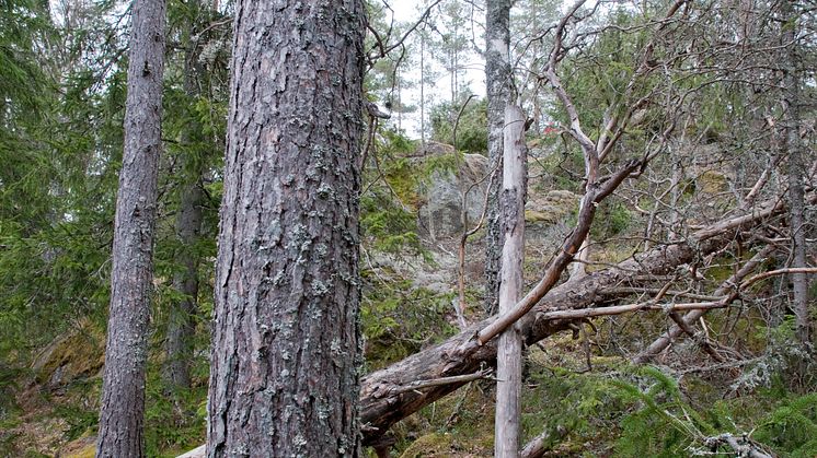 Ett hundraårigt bestånd som får växa i ytterligare 30 år innan det avverkas bidrar under denna tid med livsmiljöer som är mycket värdefulla för den biologiska mångfalden i skogslandskapet. Foto: Erik Viklund, Skogforsk