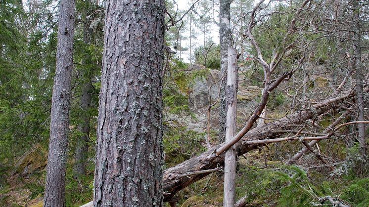 Ett hundraårigt bestånd som får växa i ytterligare 30 år innan det avverkas bidrar under denna tid med livsmiljöer som är mycket värdefulla för den biologiska mångfalden i skogslandskapet. Foto: Erik Viklund, Skogforsk