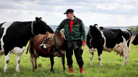 Skånemejeriers ekomjölk fyller 20 år – och ökar!