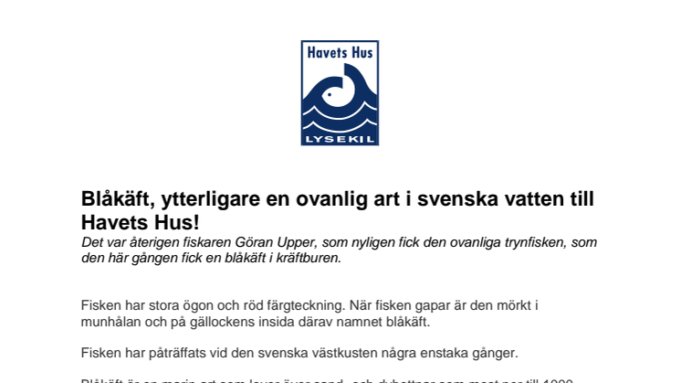 Blåkäft, ytterligare en ovanlig art i svenska vatten till Havets Hus i Lysekil!