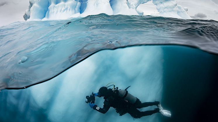 (Foto Jordi_Chias, National Geographic) Ein Taucher erkundet einen Eisberg vor der Antarktischen Halbinsel. Mit einer neuen Ausstellung "Pristine Seas“ konzentrieren sich M/S und National Geographic auf den Meeresschutz. 