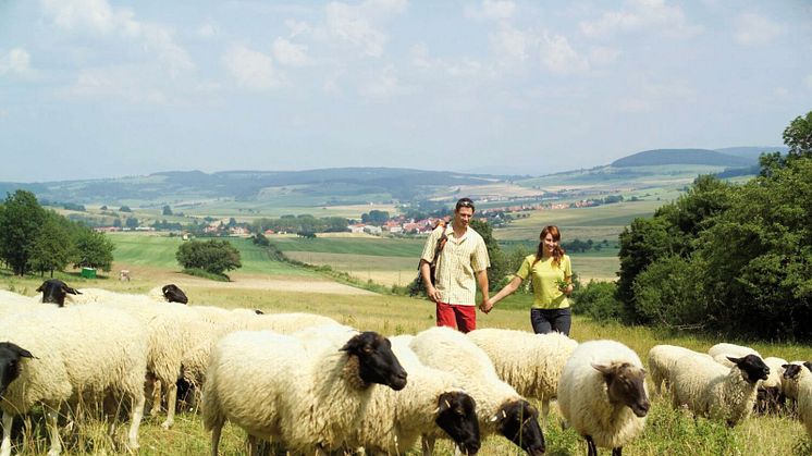 Vandring mellan fåren i Rhön (Thüringen). FOTO: Rasmus Schübel/Thüringer Tourismus GmbH