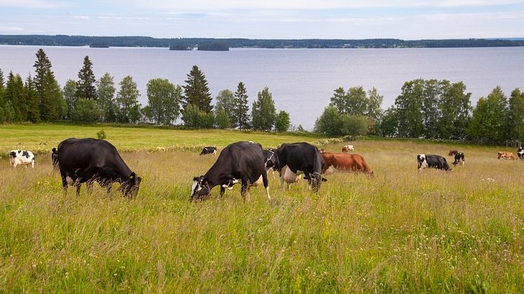 Kor som betar i Norrland.jpg