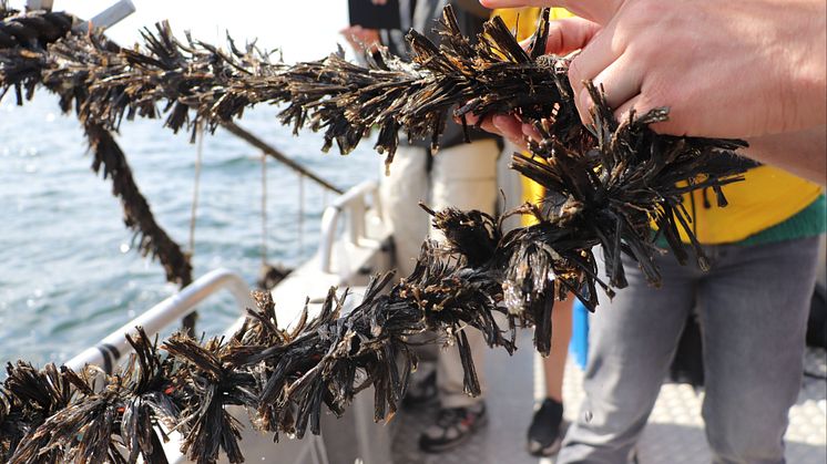 MIljöbild från musselodlingen i Norstensfjärden