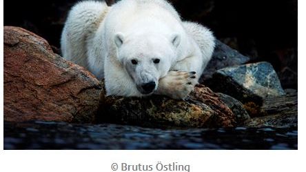 Canon Europe stöder WWFs och NPIs expedition till Svalbard för att undersöka klimatförändringarnas inverkan på isbjörnar