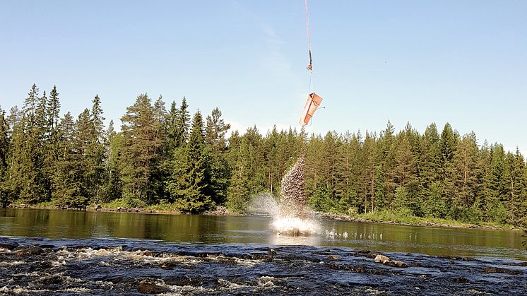 480 ton grus kommer lyftas ut på en sträcka av ca 2 mil, fördelat på närmare 50 lämpliga platser i Vanåns avrinningsområde. Foto: Länsstyrelsen i Dalarnas län 