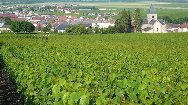 Pierre Péters - Grand Cru - Le Mesnil