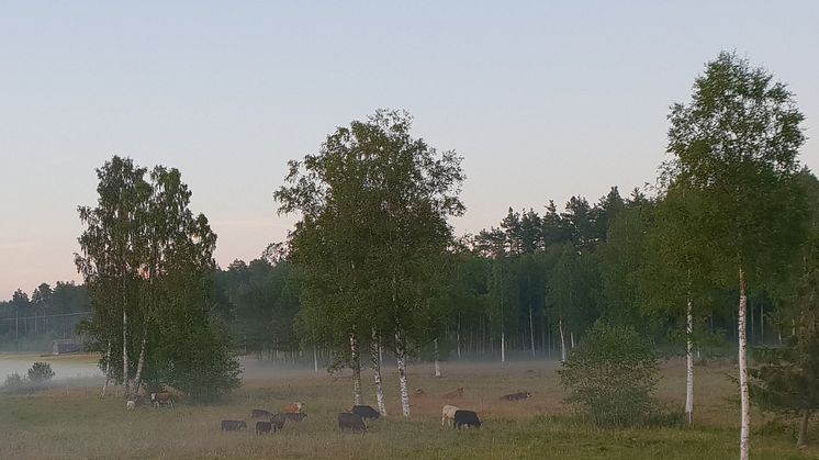 På Rältagården bedrivs ekologiskt jordbruk.  