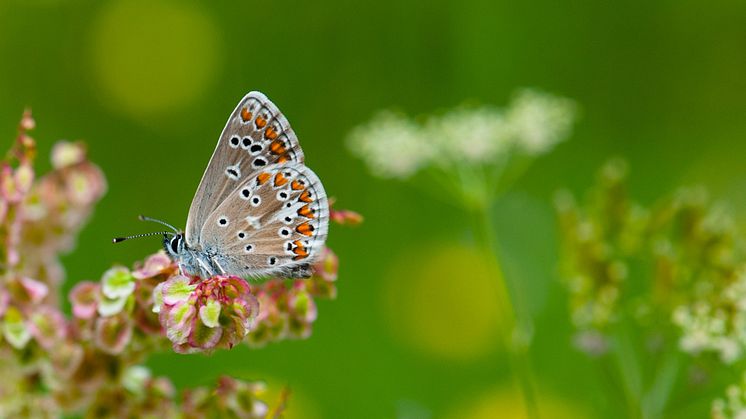 Midsommarblåvinge i svenskt landskap. Foto: Karl-Olof Bergman. 