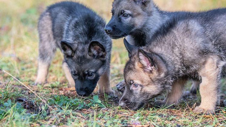 Vill du ta hand om en valp? Försvarsmaktens blivande tjänstehundar placeras över hela Sverige. Foton: Therese Åkerstedt/Försvarsmakten