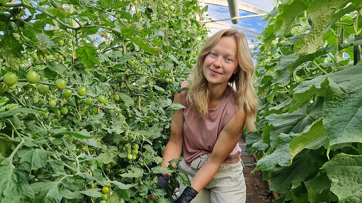 Åsa Pellas från Pellasgården i Vikmanshyttan. Åsa odlar KRAV-tomater, gurka, sallad och paprika. Hon är en av bönderna som kommer vara "Bonde i butik" nu i september.
