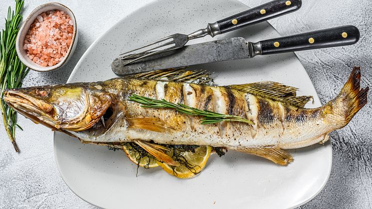 Swedes warned not to serve pikeperch from Lake Mälaren to their young children due to toxic PFAS contamination (Credit:Vladimir Mironov  Stock photo ID:1252587773)