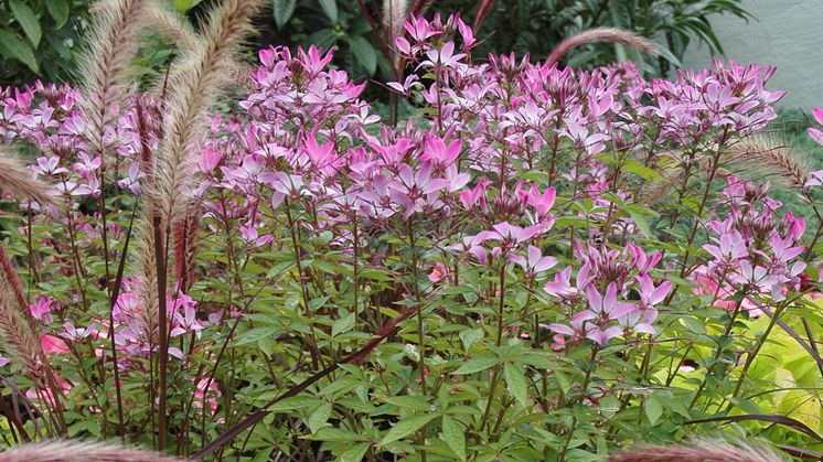 Rosa toner i sommarrabatten