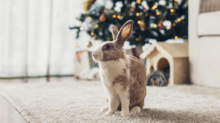 Fressnapf Österreich: Tiere sind kein Weihnachtsgeschenk und benötigen zu Silvester Ruhe