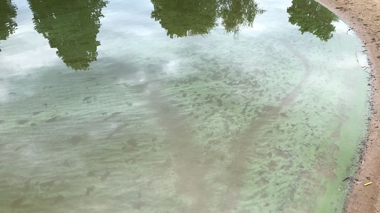 Arkivbild från algblomning i Sundstatjärn.