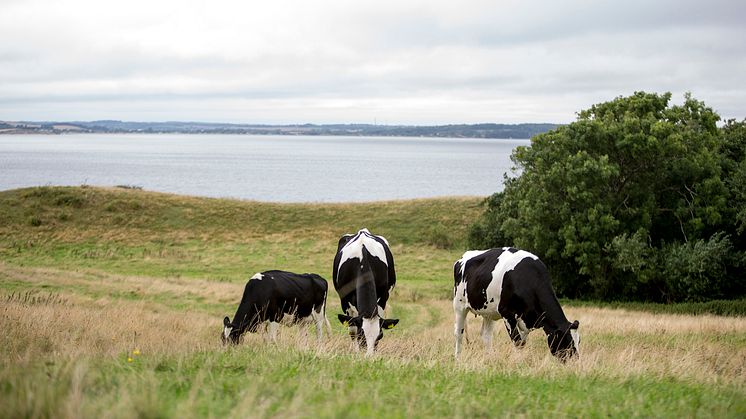 ​Fremtidens bæredygtige mælkeproduktion