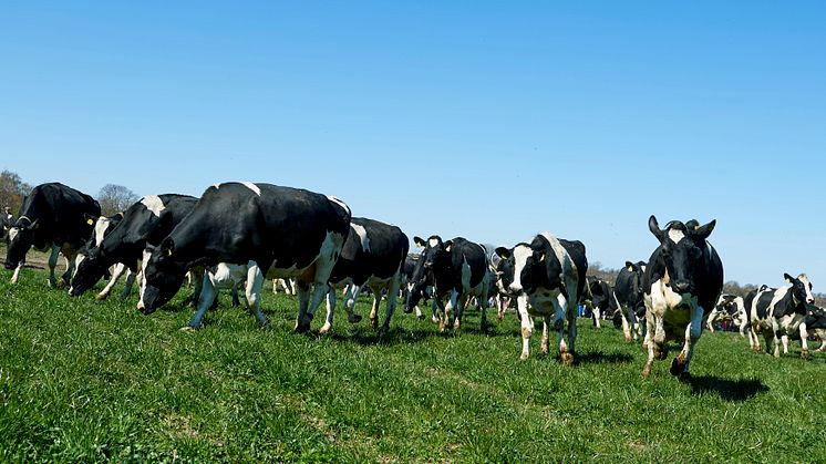 Arla ist bereit für neue Bio-Landwirte