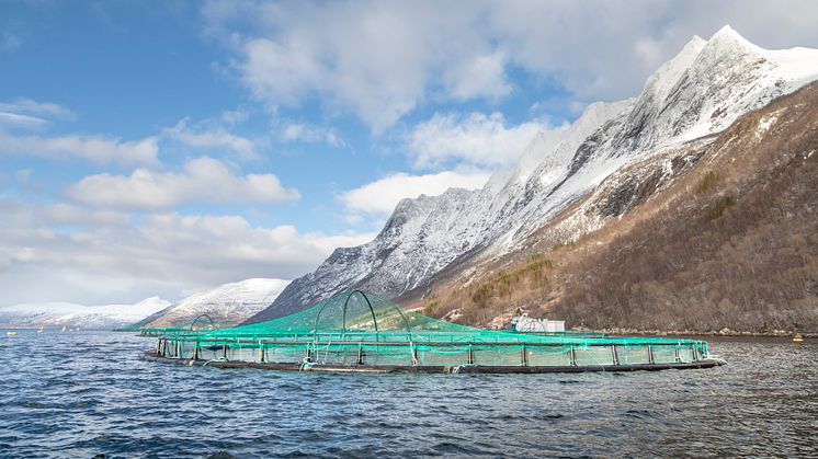 Godt årsresultat fra Cermaq, men usikkerhet rundt skatteforslag stopper investeringer for 4 milliarder og 300 nye arbeidsplasser i Nord-Norge