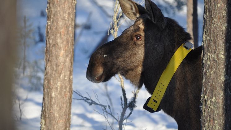 Fotograf: Jon Arnemo/Sveriges Lantbruksuniversitet