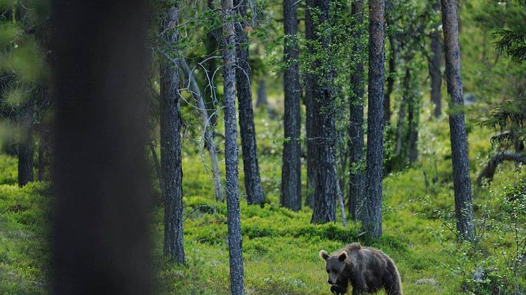 Unika Bear's Den - en stuga med panorama ut mot björn och järv!