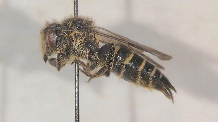 Den hona av den för Sverige nya arten träkägelbi (Coelioxys alatus) som hittades vid Råstasjön under Callunas inventering 2019. Foto: Petter Andersson, Calluna AB.