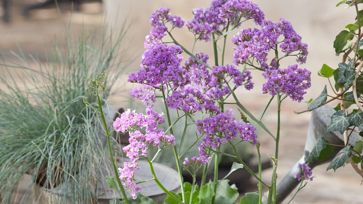 Ny salttålig skönhet: Heliotroprisp, Limonium perezii 'Salt Lake'  