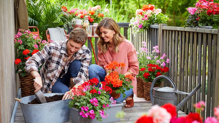 Bra jord är en av hemligheterna bakom friska och frodiga plantor. Foto: Pelargonium for Europe