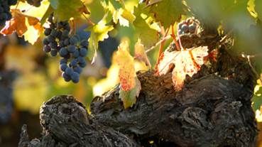 100- vuotta vanha viiniköynnös Santa Helena, Colchagua Valley Chile