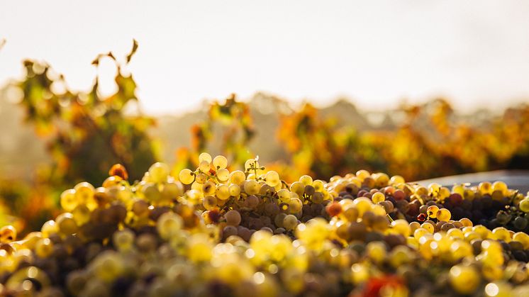 Domaine des Comte Lafon på Systembolaget!