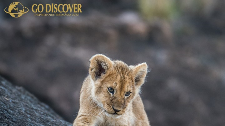 Go-discover-safari-african-tours-safaris