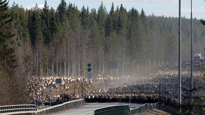 Skogsbruk och rennäring: Mindre konflikter med moderna GIS-kartor