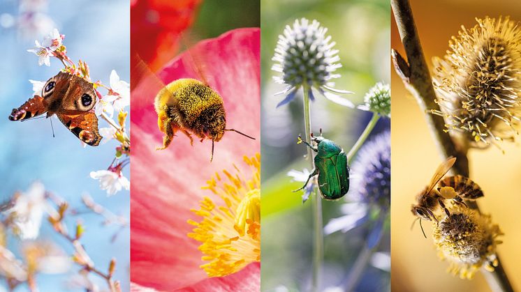 Foto: Lena Granefelt, pollinerasverige.se 