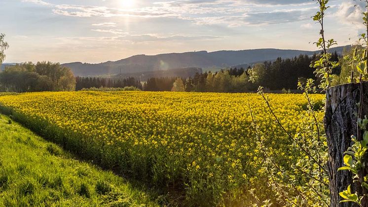 Der Frühling ist da und lässt die Natur erblühen (Foto: TVE/Ronny Küttner)