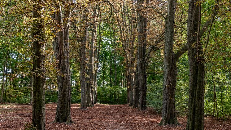 Rødovre intensiverer klimakampen