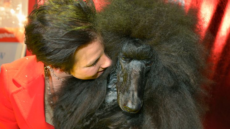 Storpudel blev Best In Show på Stockholm Hundmässa