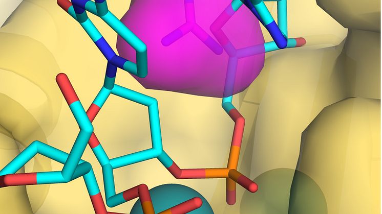 När DNA (cyan/blå) ska binda till proteinet (gult) krockar det med den utbytta aminosyran (rosa) i det förändrade DNA polymeras epsilon i tumörer. Det kan då inte rätta misstag vid kopieringen av DNA. Det leder till mutationer. Bild: Vimal Parkash