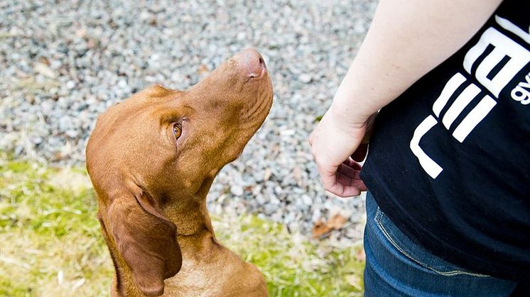 Stiltips och hundspex på olika håll idag