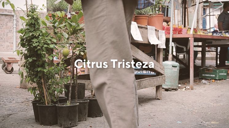 Citrus Tisteza_0.jpg