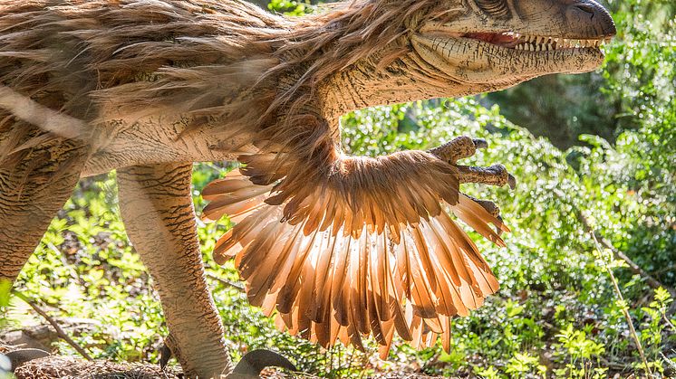 Knuthenborg Safaripark:  Dinosaurier-Wald - Velociraptor1