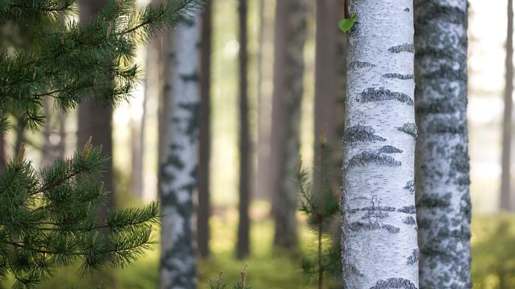 Licensjakt efter sex vargar i Värmlands län