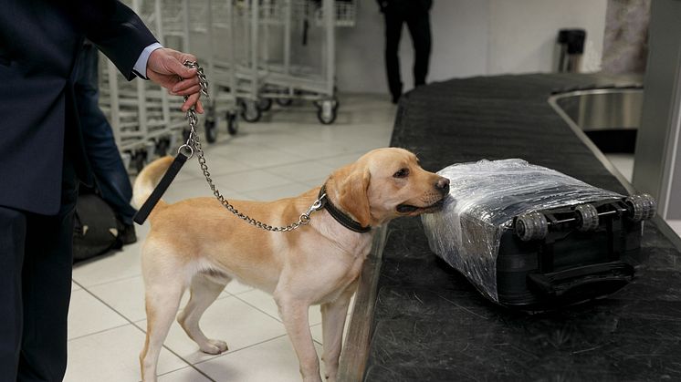 Sökhund på flygplats