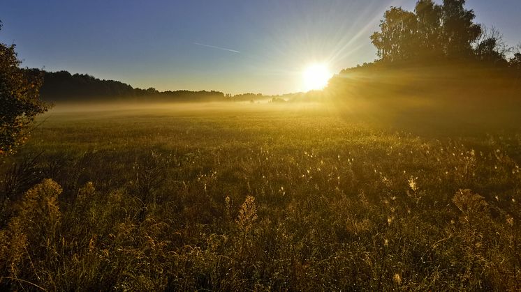 Der Brandenburger Energieholztag feiert Jubiläum, blickt zurück, schaut aber auch in die Zukunft der Möglichkeiten innovativer und nachhaltiger Holznutzung.