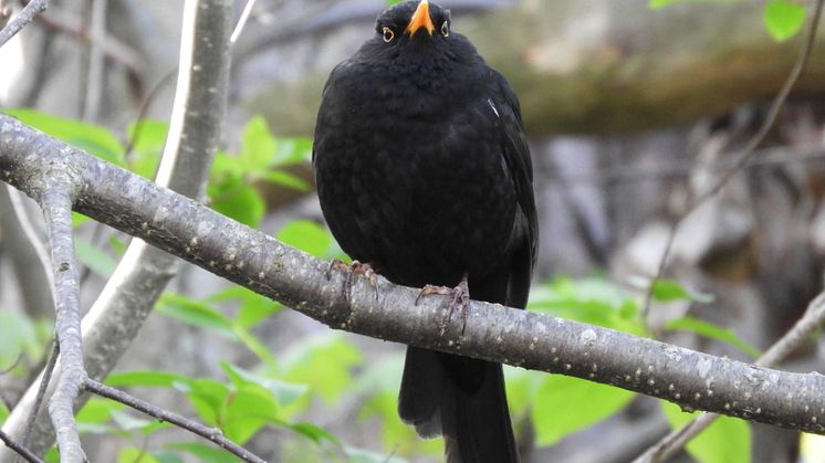 Koltrast, en vårfågel vi alla känner igen. Foto: Lotta Berg