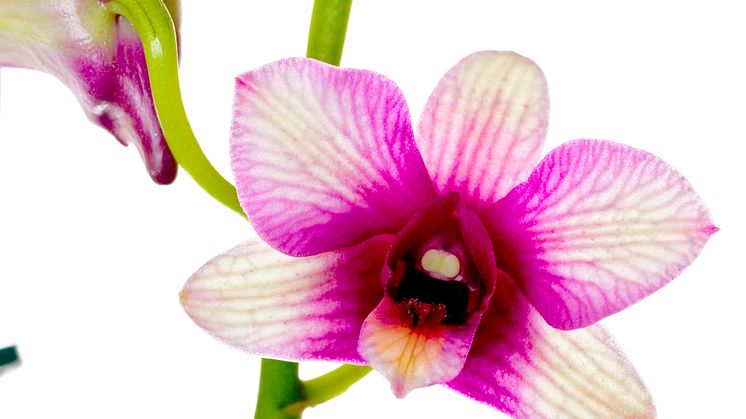 Nyfiken på Orkidéer?  
