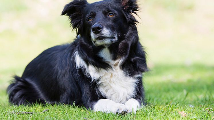 Grillrester en livsfara för hunden