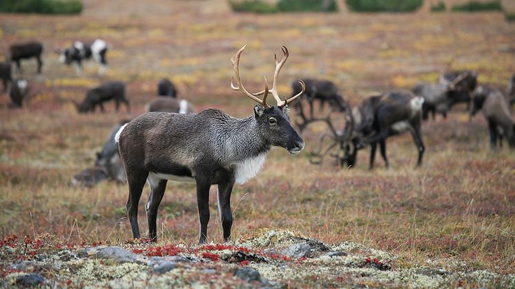 Svevia vill återställa renbetesland - foto - Natalia Kollegova - Pixabay