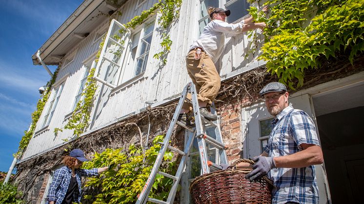 Under handledning av Gunnebos trädgårdsmästare får volontärerna hjälpa till med arbete i trädgårdarna och i kulturlandskapet på 1700-talsanläggningen. Foto: Kajsa Sjölander