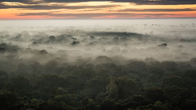 Både naturlige skove og dyrkede plantager optager CO2. Men for biodiversiteten er det langt fra det samme. Foto: Morten Bo Johansson